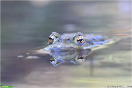 Ropucha obecná - Bufo bufo - Foto Monika Suržinová 0617 (2)