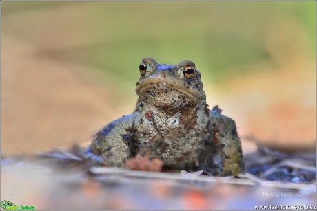 Ropucha obecná - Bufo bufo - Foto Monika Suržinová 0617 (3)