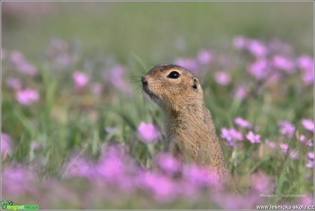 Sysel obecný - Spermophilus citellus - Foto Monika Suržinová 0617 (1)