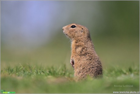 Sysel obecný - Spermophilus citellus - Foto Monika Suržinová 0617 (3)