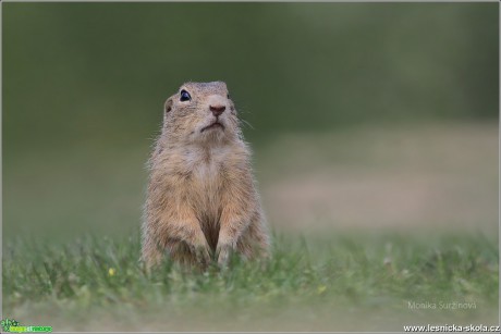 Sysel obecný - Spermophilus citellus - Foto Monika Suržinová 0617 (5)