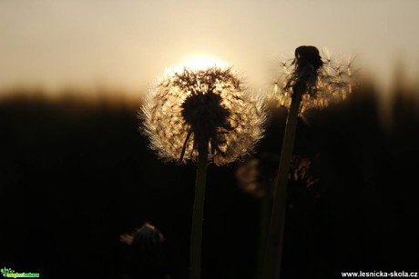 Poslední májový večer - Foto Ladislav Jonák 0617