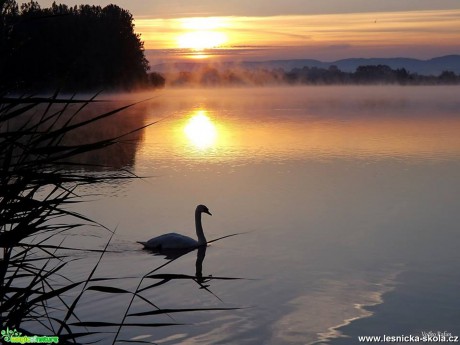 Ráno na Modlanském rybníku - Foto Jiří Havel 0617 (2)