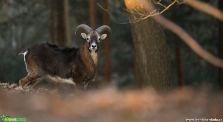 Muflon - Foto Lukáš Zahrádka - 0617