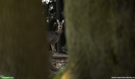 Srnčí zvěř - Foto Lukáš Zahrádka 0617 (2)