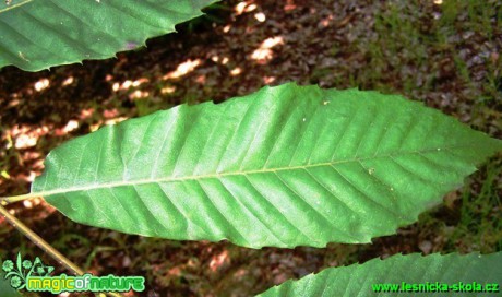 Kaštanovník setý (jedlý) castanea sativa - Foto David Hlinka