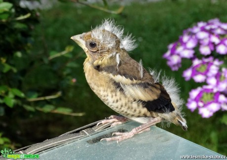 Dlask tlustozobý - Coccothraustes coccothraustes - mládě - Foto Miloslav Míšek 0717 (1)