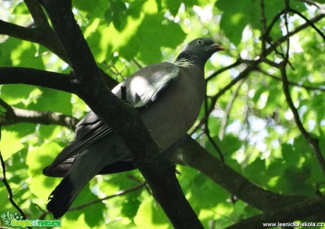 Holub hřivnáč - Columba palumbus - Foto Miloslav Míšek 0717