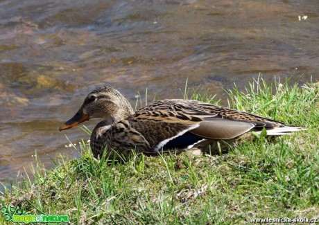 Kachna divoká - Anas platyrhynchos - Foto Miloslav Míšek 0717 (1)