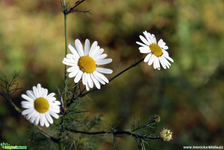 Květy pro radost - Foto Pavel Ulrych 0717 (1)