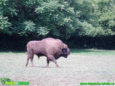 Bizon americký - Bison bison - Foto Eliška Devátá