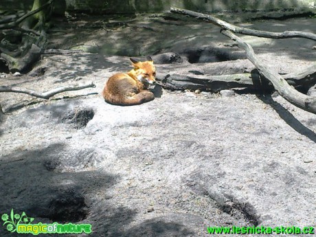 Liška obecná - Vulpes vulpes - Foto Eliška Devátá