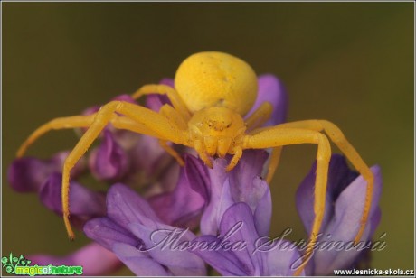 Běžník kopretinový - Misumena vatia - Foto Monika Suržinová