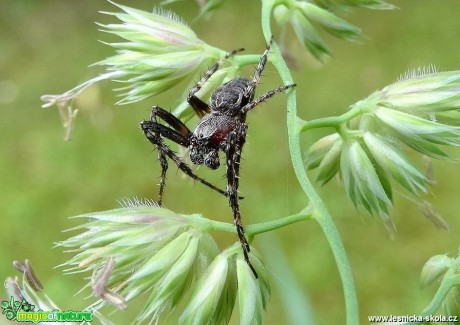 Bohatý svět hmyzu - Foto Miloslav Míšek (6)