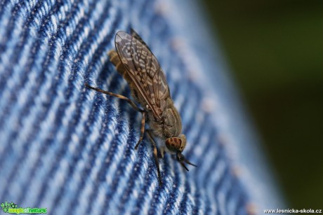 Bzikavka dešťová - Haematopota pluvialis - Foto Irena Wenischová