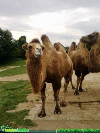Velbloud dvouhrbý - Camelus bactrianus - Foto Eliška Devátá