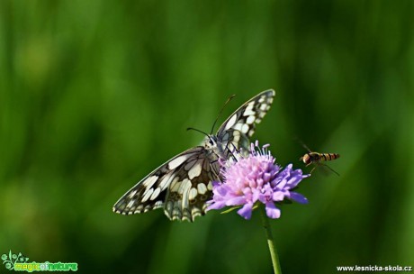 Co se děje v trávě - Foto Marie Vykydalová (2)