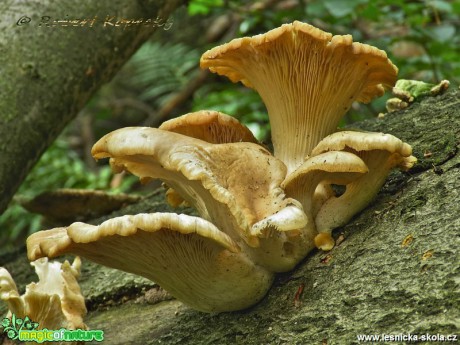 Hlíva plicní - Pleurotus pulmonarius - Foto Robert Kopecký