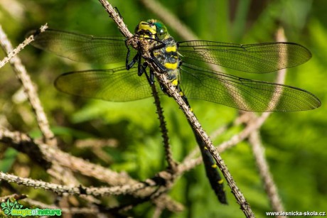 Hmyzí krása z blízka - Foto Roman Brož