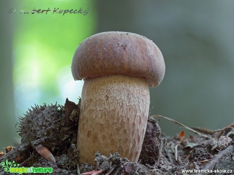 Hřib dubový - Boletus reticulatus - Foto Robert Kopecký