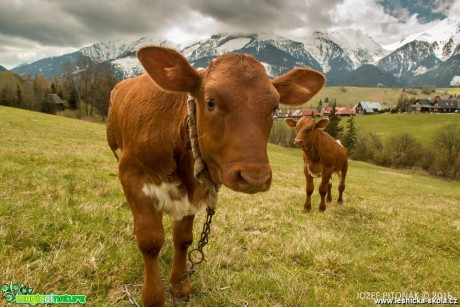 Chov skotu na horách - Foto Jozef Pitoňák (7)