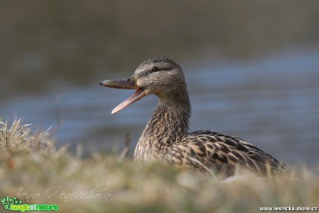 Kachna divoká - Anas platyrhynchos - Foto Irena Wenischová (1)