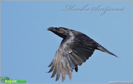 Krkavec velký - Corvus corax - Foto Monika Suržinová