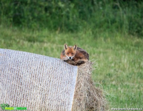 Liška odpočívá na balíku - Foto Lukáš Málek