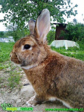 Králík domácí - Foto Eliška Devátá