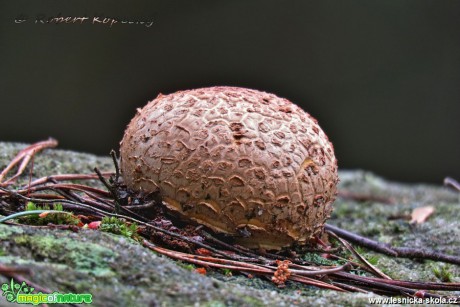 Pestřec obecný - Scleroderma citrinum - Foto Robert Kopecký