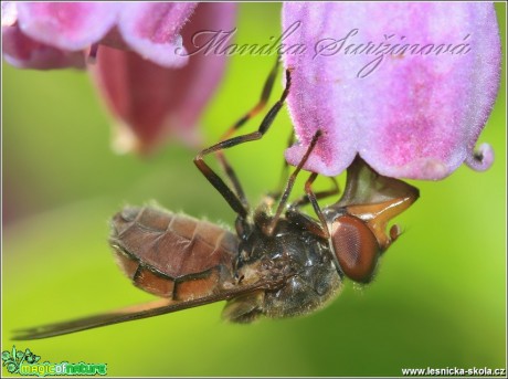 Pestřenka pastvinná - Rhingia campestris - Foto Monika Suržinová