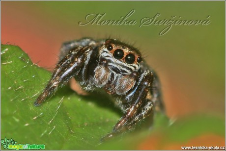 Skákavka černá - Evarcha arcuata - Foto Monika Suržinová