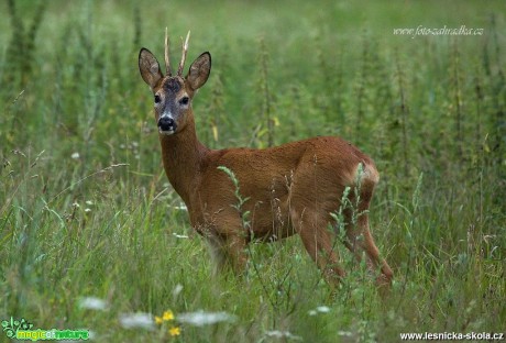 Srnec obecný - Capreolus capreolus - Foto Lukáš Zahrádka