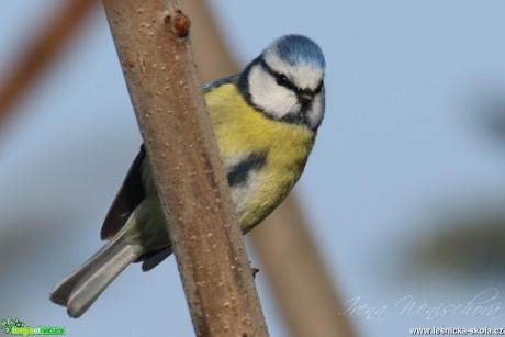 Sýkora modřinka - Cyanistes caeruleus - Foto Irena Wenischová (28)