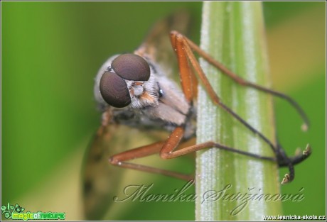 Číhalka obecná - Rhagio scolopaceus - Foto Monika Suržinová (2)