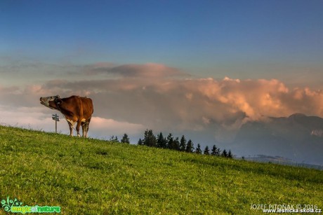 Domácí zvířata na horách - Foto Jozef Pitoňák (7)