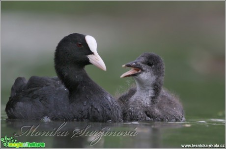 Lyska černá - Fulica atra - Foto Monika Suržinová