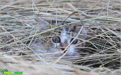 Mia - že mě nevidíš - Foto Monika Suržinová