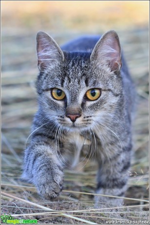 Tierinka - Foto Monika Suržinová (10)