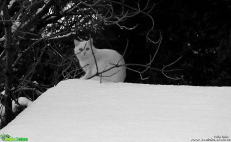 Jak sněhová vločka - Foto Jiří Havel