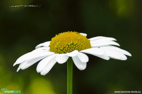 Kopretina bílá - Leucanthemum vulgare - Foto Robert Kopecký 0317