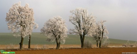 Námraza na stromech - Foto Ladislav Jonák 0117 (3)