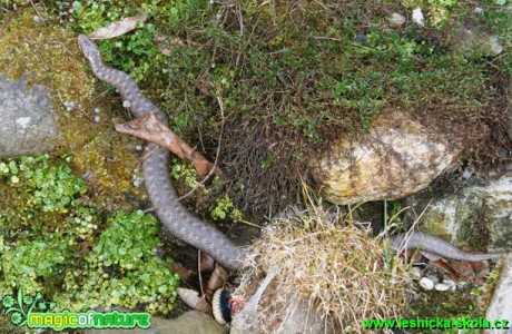 Zmije obecná - Vipera berus - Foto Eliška Devátá (1)