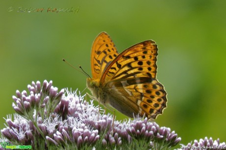 Perleťovec stříbropásek - Argynnis paphia - Foto Robert Kopecký 01-17