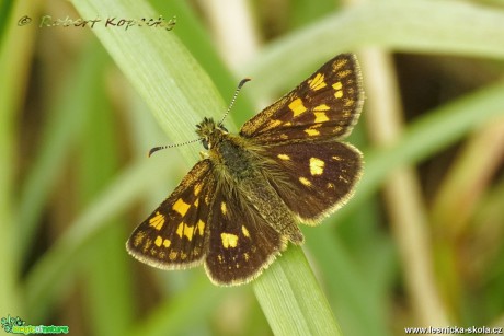 Soumračník jitrocelový - Carterocephalus palaemon - Foto Robert Kopecký 01-17