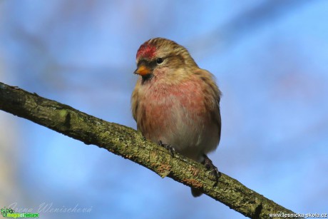 Čečetka tmavá - Carduelis cabaret - Foto Irena Wenischová 0517 (2)