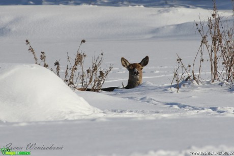 Jelení zvěř v zimě - Foto Irena Wenischová 0417 (1)