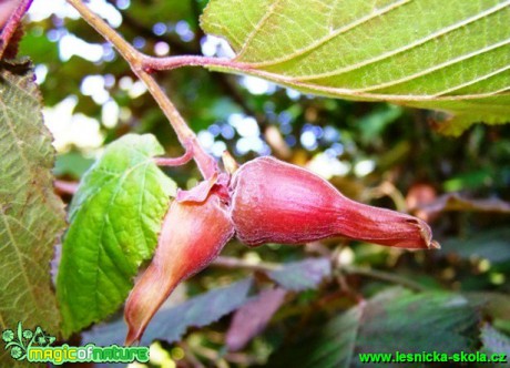 Líska obecná - Corylus avellana - Foto David Hlinka