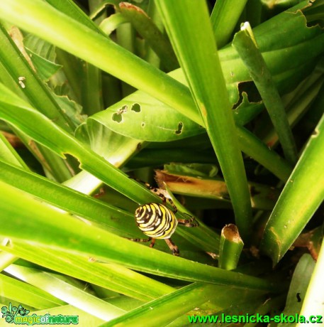 Křižák pruhovaný - Argiope bruennichi - Foto Eliška Devátá