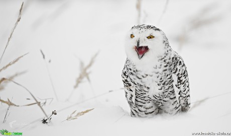 Sovice sněžní - Bubo scandiacus - Foto Lukáš Zahrádka 0517 (2)